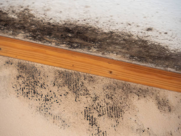 Professional Mold Removal in Nyack, NY