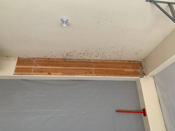  Ack, NY Mold Removal Pros