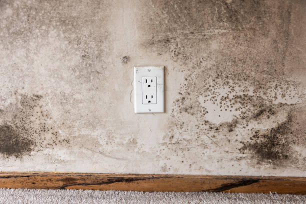 Best Forensic Mold Investigation  in Ack, NY