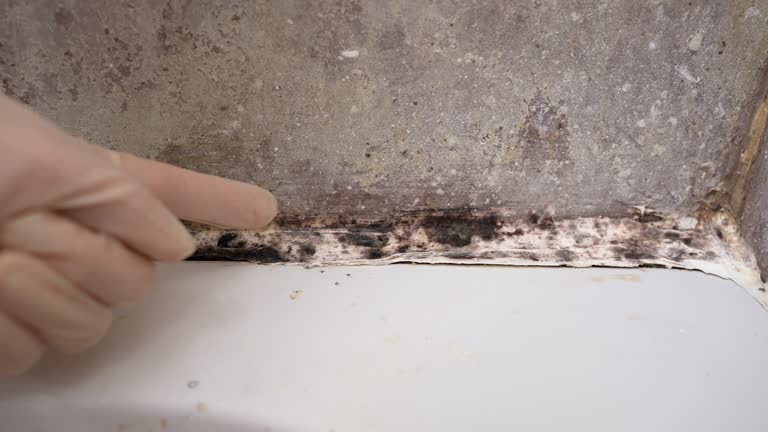 Best Forensic Mold Investigation  in Ack, NY