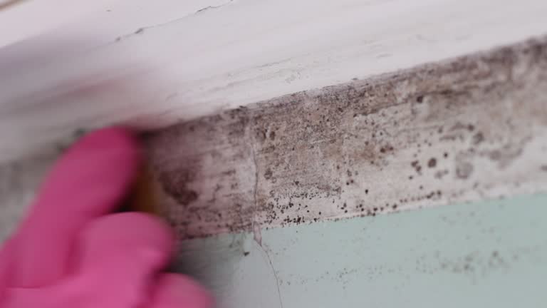 Best Commercial Mold Inspection  in Ack, NY